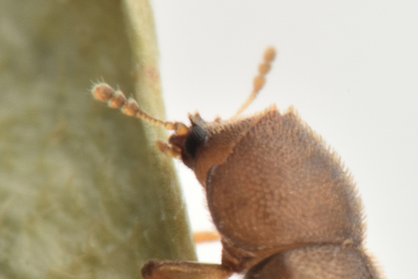 Ciidae: maschio di Cis chinensis? Cis aff. chinensis